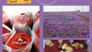 قیمت خرید زعفران از کشاورز امروز