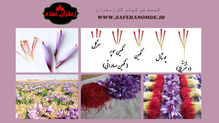 قیمت هر کیلو گل زعفران